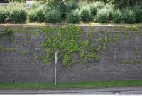 wall overgrown ivy 0005